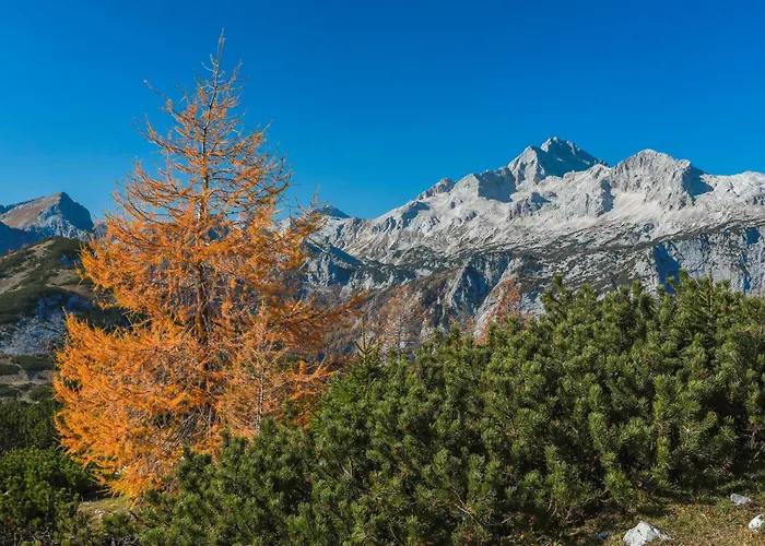 Pocitniska Hisa Gorski Sepet Tatil Evi Bled